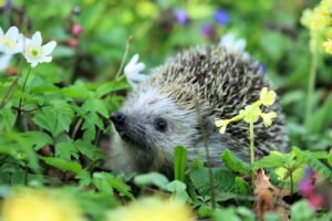 The one plant that will attract hedgehogs to your garden