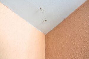 What spiders in your home might be trying to tell you